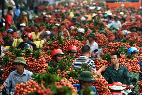 越南荔枝出口中国遇阻 官方号召全民吃荔枝